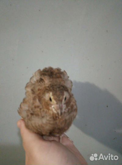 Продам перепелов