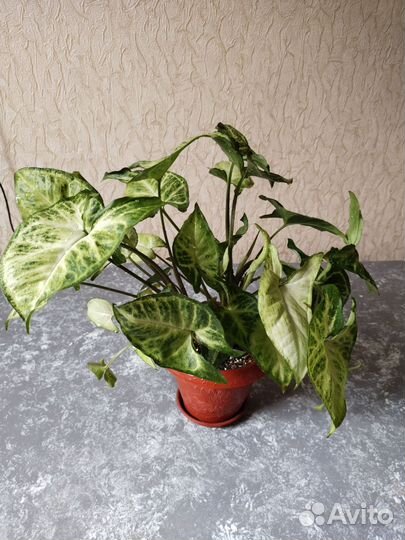 Комнатные цветы