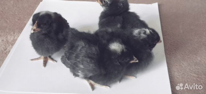 Цыплята доминант