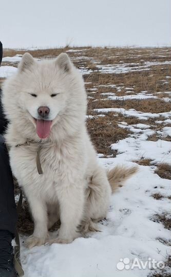 Чистокровная Самоедская лайка