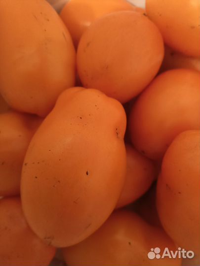 Семена сортовых томатов