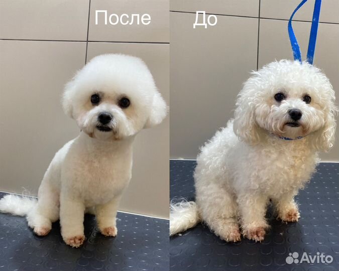 Грумер,стрижка,экспресс-линька