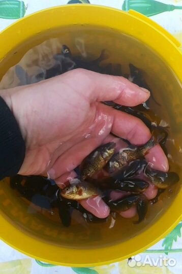 Живец на рыбалку и в пруд