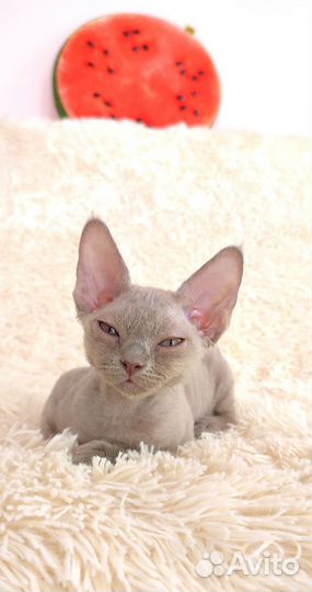 Котята девон-рекс