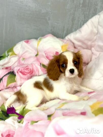 Кавалер Кинг Чарльз спаниель, девочка