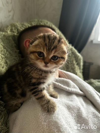 Британская вислоухая мраморная шиншилла