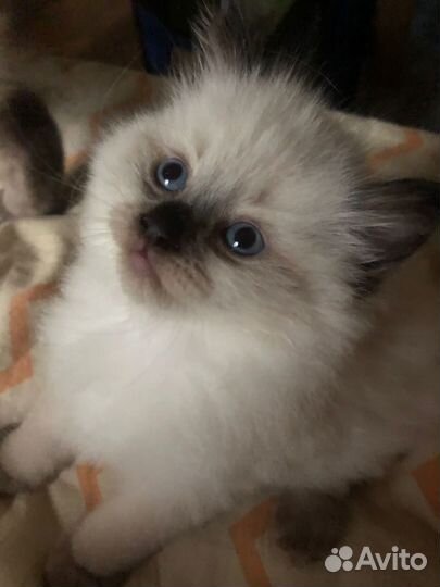 Невская маскарадная