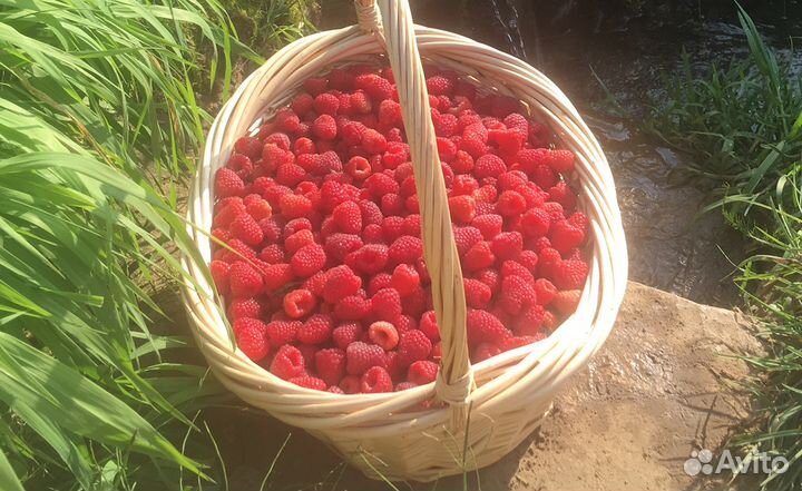 Рентабельный бизнес. От 30 годовых