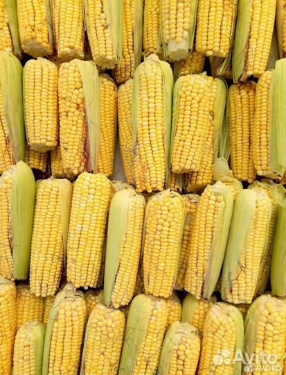 Молодая сладкая кукуруза
