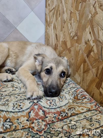 Щенок из приюта в добрые руки