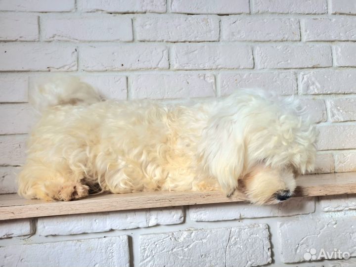 Мальтипу щенки