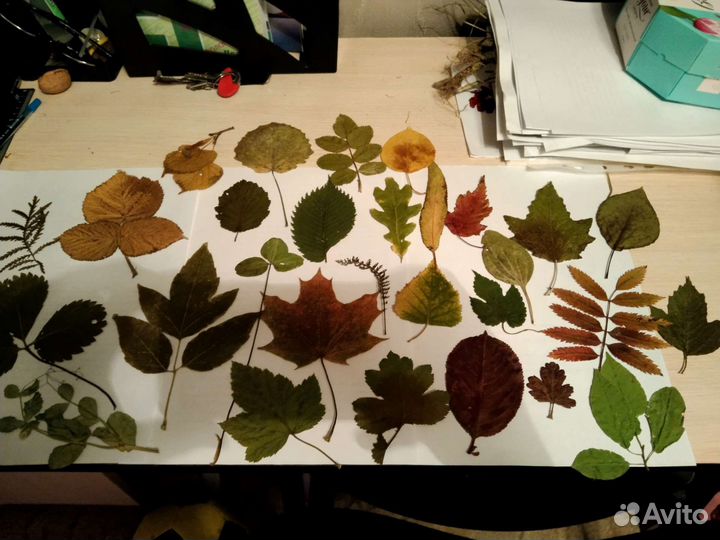 Гербарий школьный ок.Радуга парка