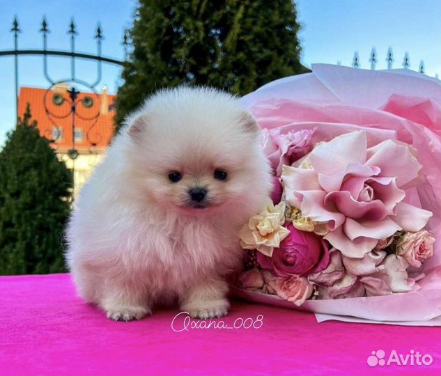 Помераский шпиц девочка