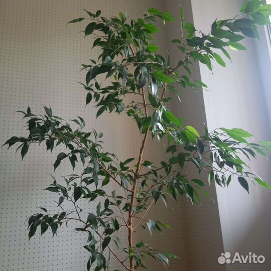 Фикус бенджамина