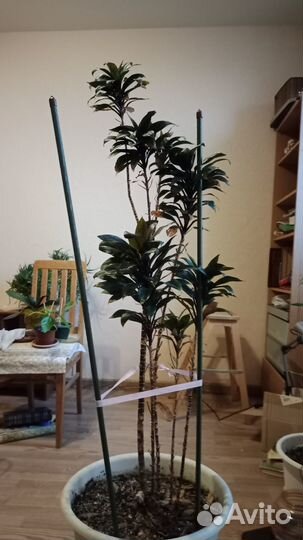 Домашние комнатные растения