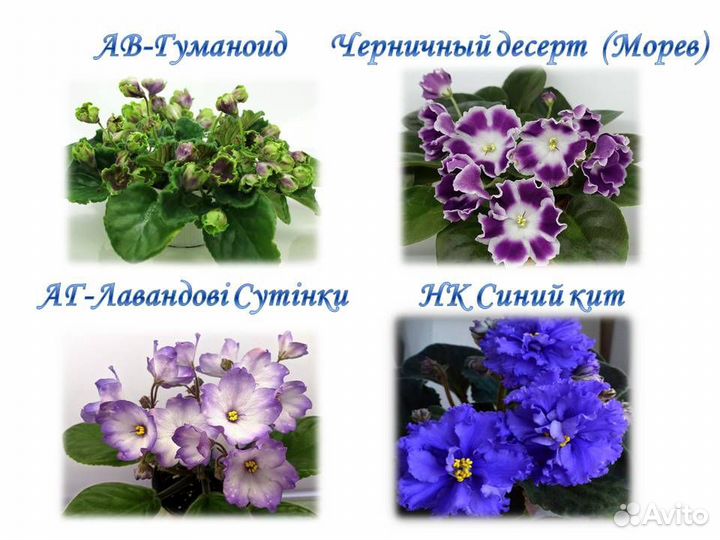 Детки сортовых фиалок