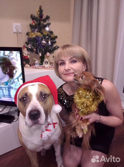 Передержка собак мелких пород