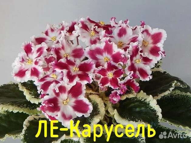 Фиалки детки пестролистные