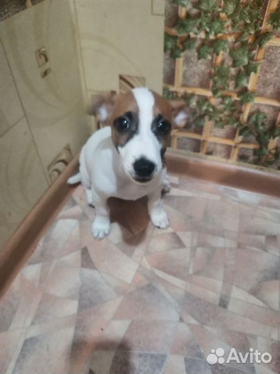 Джек Рассел терьер