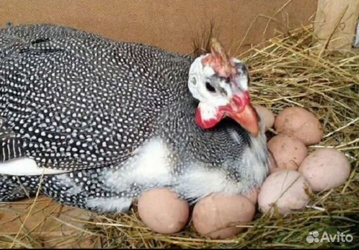 Яйцо цесарки