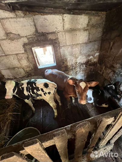 Продам телят