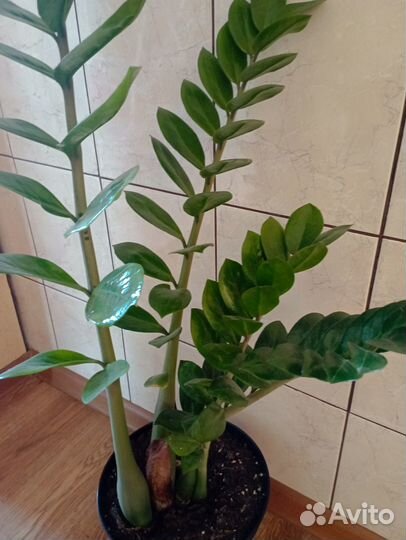 Комнатные цветы