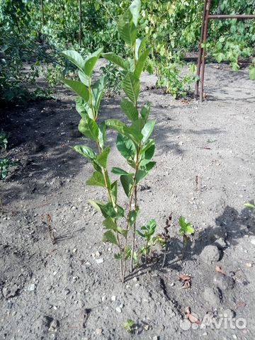 Саженцы вишни сорт 