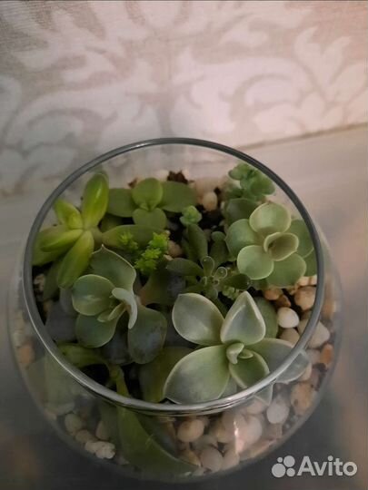 Флорариум. Суккуленты