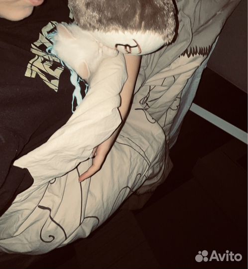 Белый Котенок мальчик