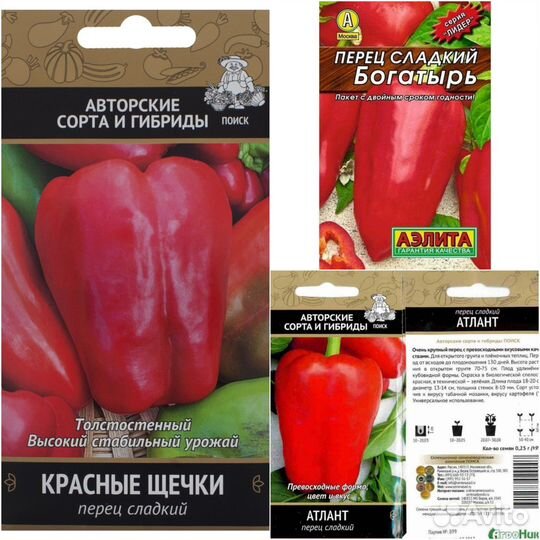 Рассада перца сладкого