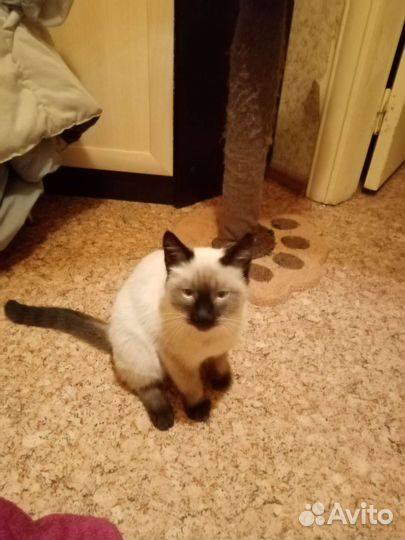 Сиамский котик
