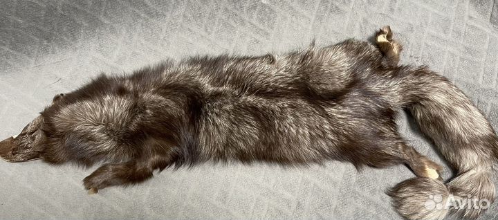 Песец цельный