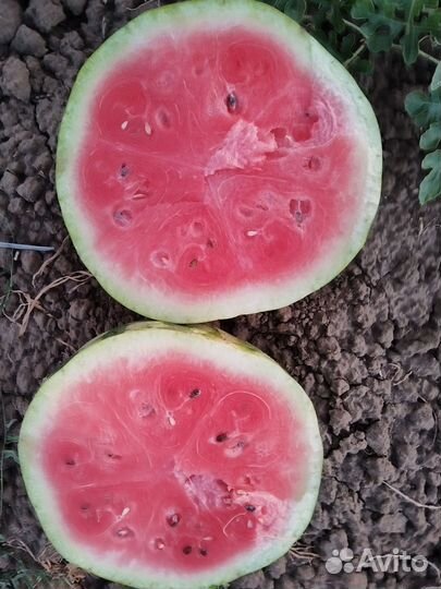 Арбуз оптом с поля Старотитаровская