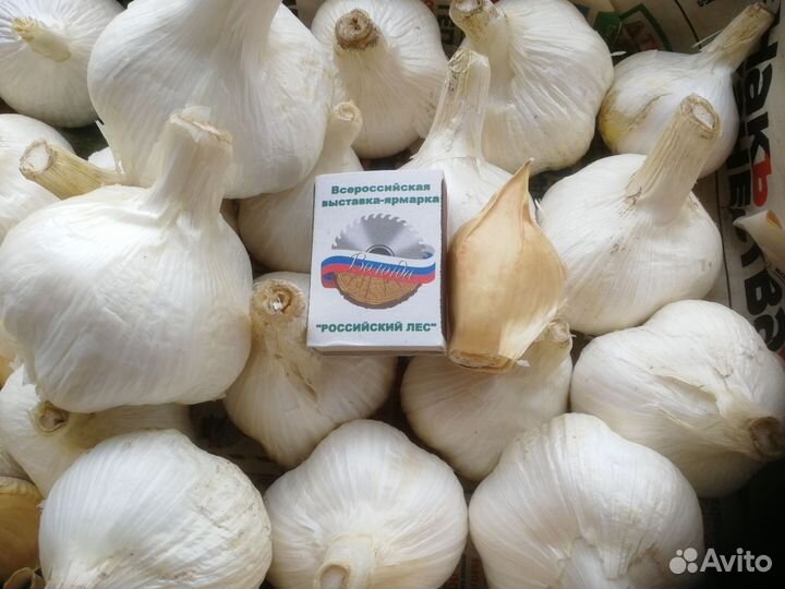 Чеснок на посадку
