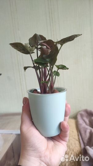 Сингониум брокант