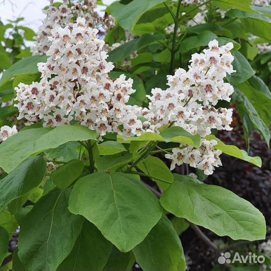 Семена, саженцы катальпы (дерево счастья)