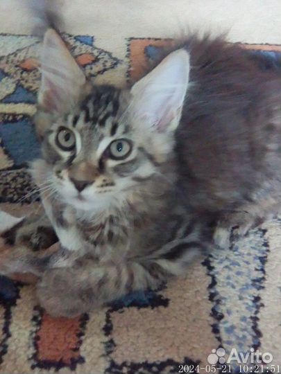 Котята мейн кун