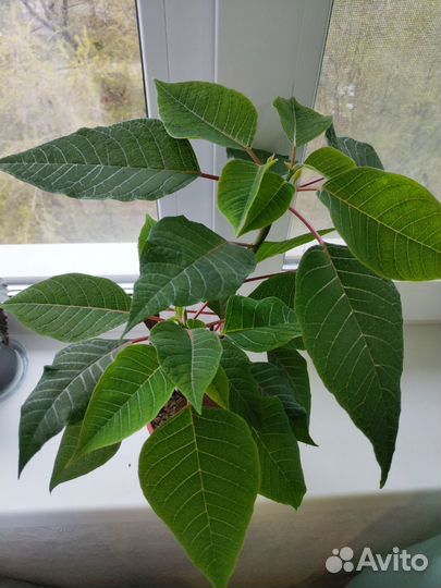 Пуансеттия