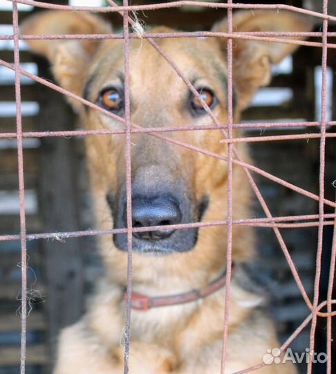 Лорд хочет домой