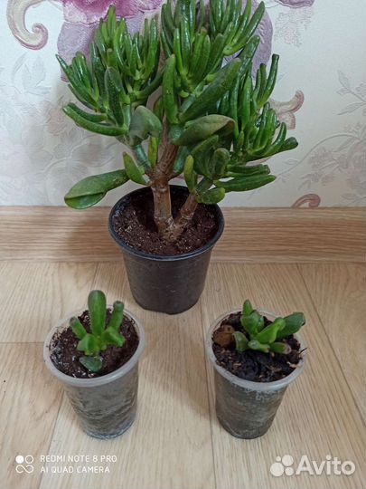 Красула хоббит