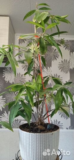 Драцена Годсефа, укоренённый отросток