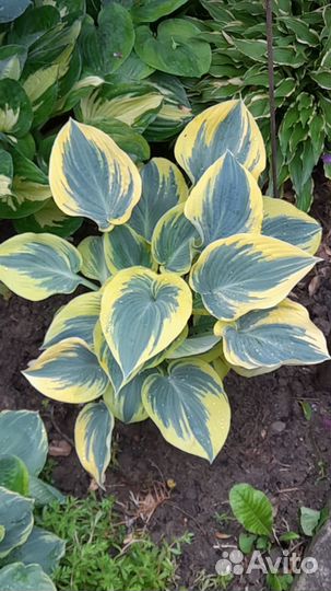 Хоста First Frost