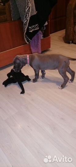 Собака питбуль