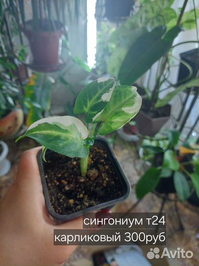 Сциндапсус,сингониум