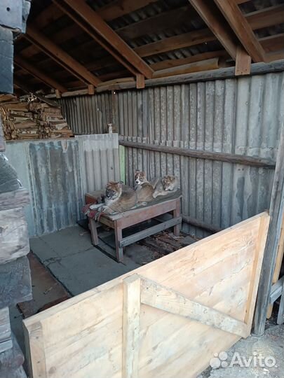 Отдам в добрые руки собак. Девочки 3 месяца