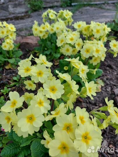 Примулы много разных