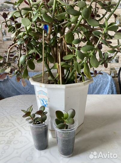 Комнатные растения.Толстянка(денежное дерево)