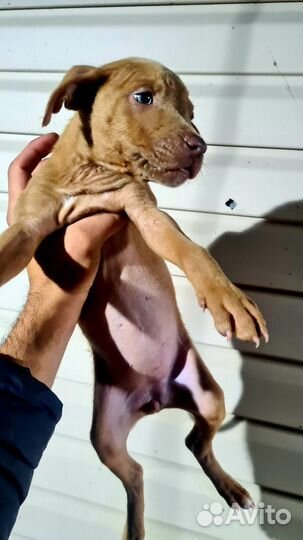 Щенки питбуля