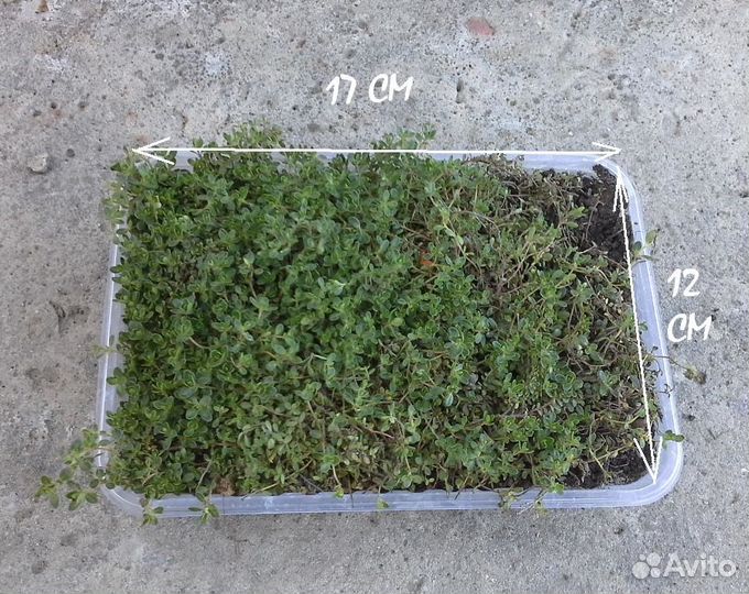 Тимьян (чабрец)