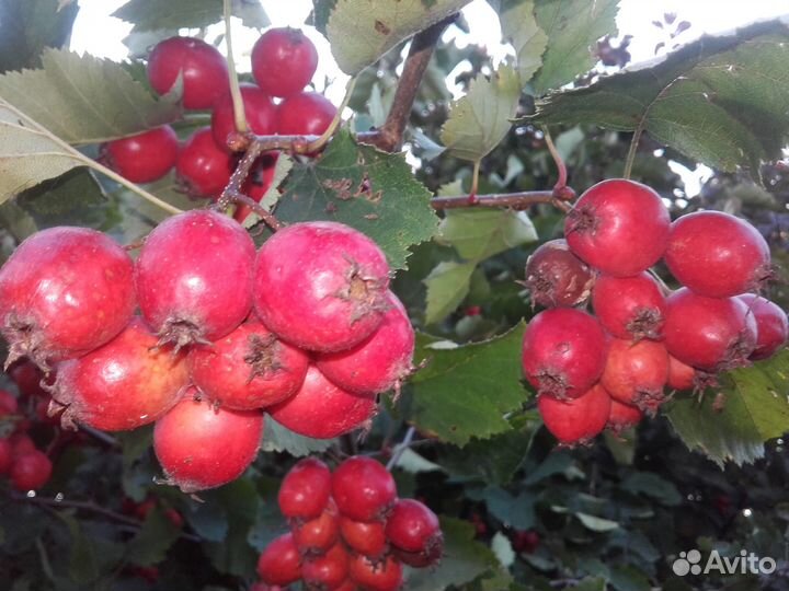 Крупноплодный садовый боярышник (взрослые саженцы)